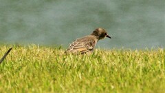 Sturnus vulgaris