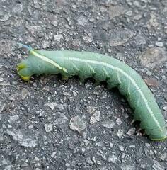 Smerinthus