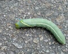 Smerinthus