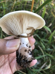 Clitocybe rivulosa