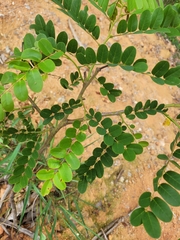 Cassia javanica