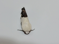 Tarache tetragona
