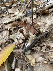 Tolypocladium capitatum