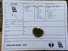 Mycorrhaphium adustum