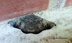 Drepanoperas falcigera