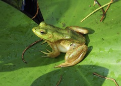 Lithobates grylio