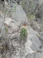 Echinocereus stramineus