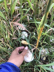 Clitocybe rivulosa
