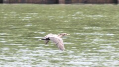 Nannopterum brasilianum