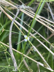Alisma