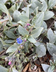 Mertensia maritima