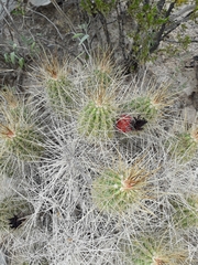 Echinocereus stramineus