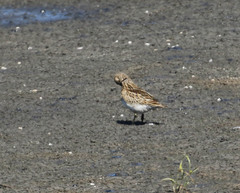 Calidris melanotos