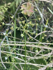 Alisma