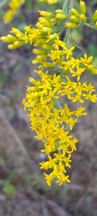 Solidago nemoralis