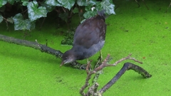 Gallinula chloropus