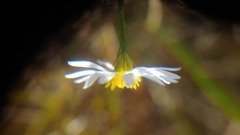 Symphyotrichum boreale