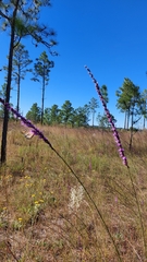 Liatris tenuifolia