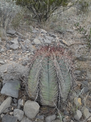 Echinocactus horizonthalonius