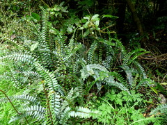 Pellaea rotundifolia