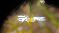 Symphyotrichum boreale
