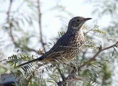 Oreoscoptes montanus