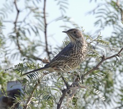 Oreoscoptes montanus