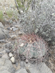 Echinocactus horizonthalonius