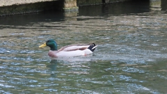 Anas platyrhynchos