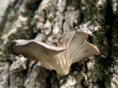 Pleurotus