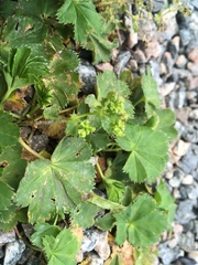 Alchemilla wichurae