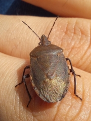 Carpocorini