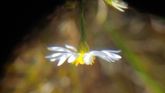 Symphyotrichum boreale