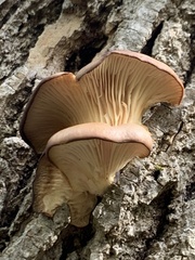Pleurotus