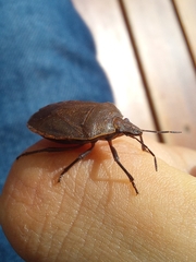 Carpocorini