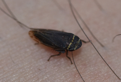 Aphrodes