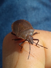 Carpocorini