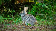 Sylvilagus aquaticus
