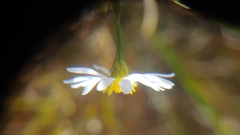 Symphyotrichum boreale