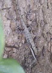 Anolis rodriguezii