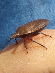 Carpocorini