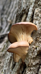Pleurotus