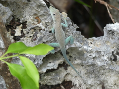 Anolis conspersus