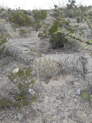 Echinocereus stramineus