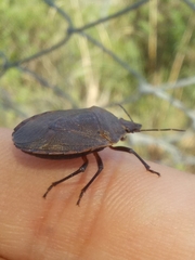 Carpocorini