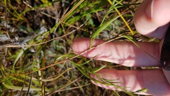 Symphyotrichum boreale
