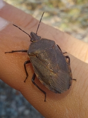 Carpocorini
