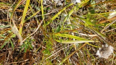 Symphyotrichum boreale