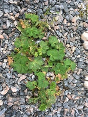Alchemilla wichurae