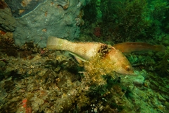 Notolabrus tetricus